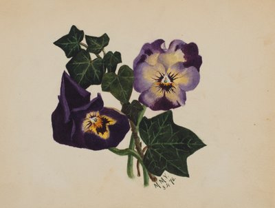 Zonder titel: Viooltjes en klimop door Mary Vaux Walcott