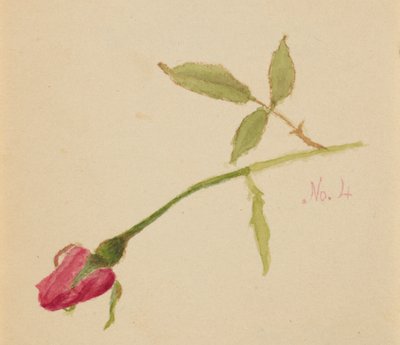 Zonder titel Roos, 1872 door Mary Vaux Walcott