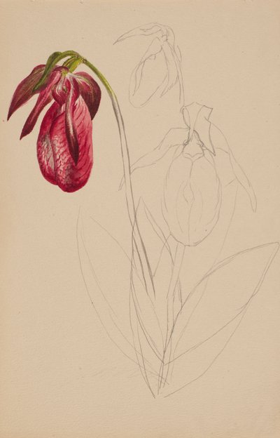 Zonder Titel Onvoltooide Schets, n.d. door Mary Vaux Walcott