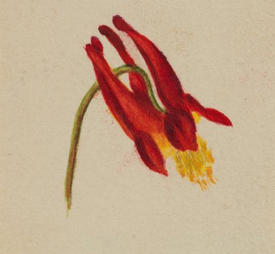 Zonder Titel, ca. 1874 door Mary Vaux Walcott