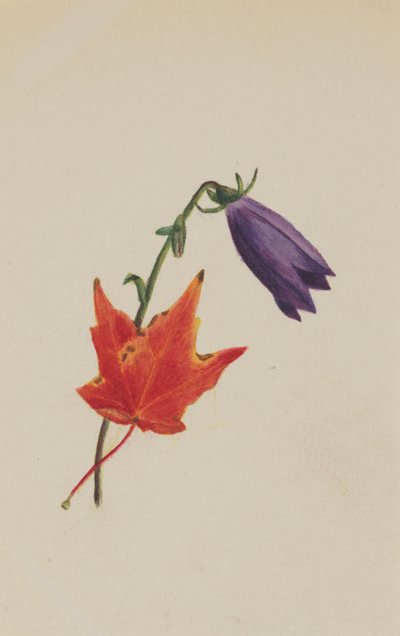 Zonder titel, ca. 1876 door Mary Vaux Walcott
