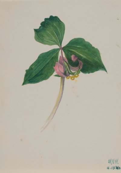 Zonder Titel, ca. 1920 door Mary Vaux Walcott