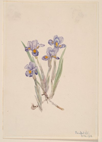 Winteresdoorn (Iris verna) door Mary Vaux Walcott