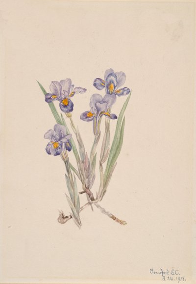 Voorjaarsiris Iris verna door Mary Vaux Walcott