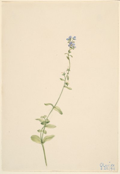 Veronica serpyllifolia door Mary Vaux Walcott