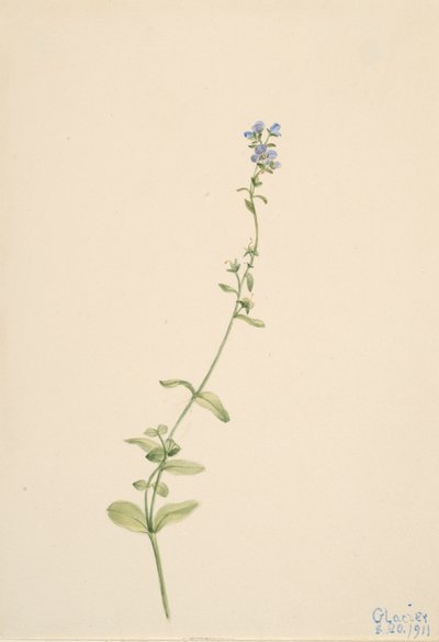 Veronica serpyllifolia, 1911 door Mary Vaux Walcott