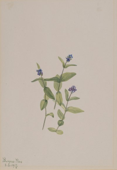 Veronica wormskjoldii door Mary Vaux Walcott