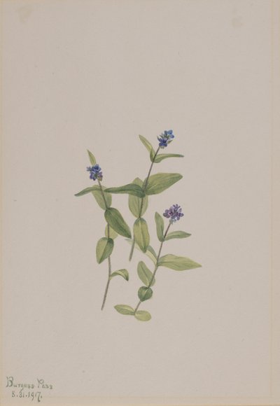 Veronica wormskjoldii, 1917 door Mary Vaux Walcott