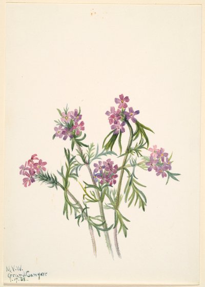 Vervain (Verbena wrightii) door Mary Vaux Walcott