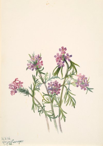 IJzerhard Verbena wrightii, 1938 door Mary Vaux Walcott