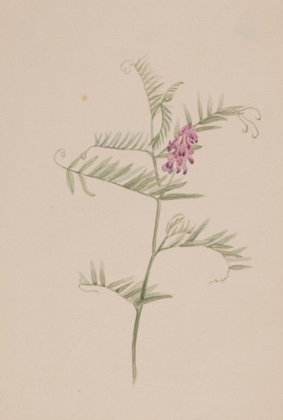 Vicia americana door Mary Vaux Walcott