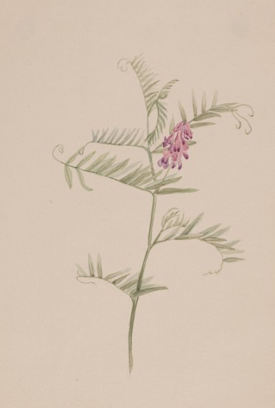 Vicia americana, ca. 1917-1918 door Mary Vaux Walcott