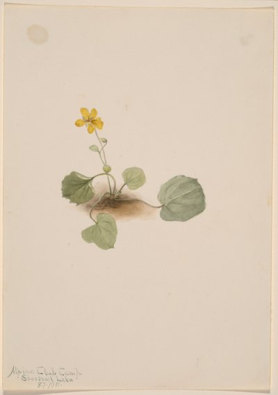 Viola orbiculata door Mary Vaux Walcott