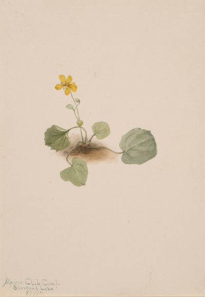 Viola orbiculata door Mary Vaux Walcott