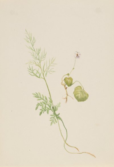 Moerasviooltje, ca. 1917-1918 door Mary Vaux Walcott
