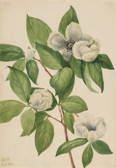 Virginia Stewartia Stewartia malachodendron door Mary Vaux Walcott