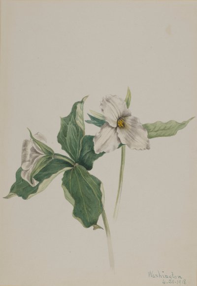 Wake-Robin Trillium grandiflorum, 1918 door Mary Vaux Walcott