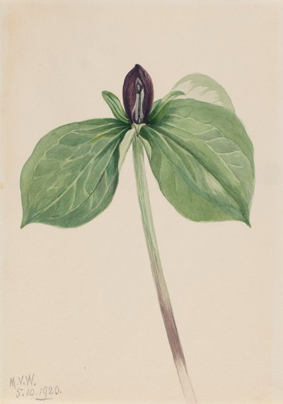 Wake-Robin Trillium sessile, 1920 door Mary Vaux Walcott