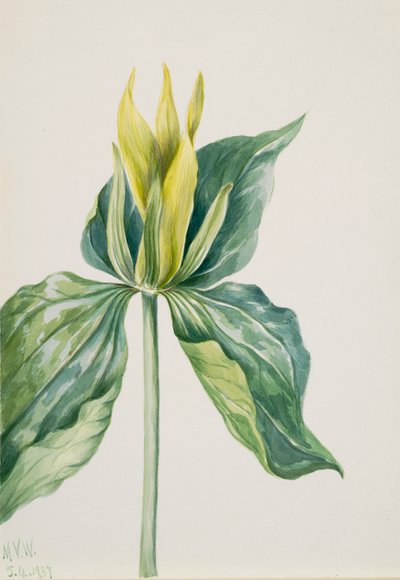 Wake-Robin Trillium underwoodii, 1937 door Mary Vaux Walcott
