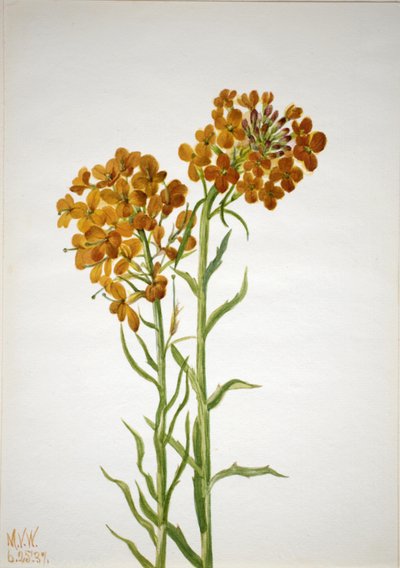 Muurbloem Erysimum wheeleri, 1937 door Mary Vaux Walcott