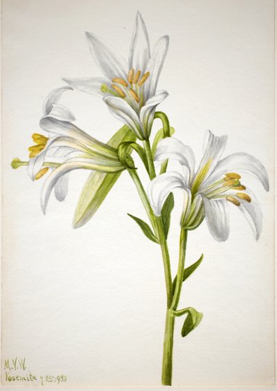 Washington Lelie Lilium washingtonianum, 1933 door Mary Vaux Walcott