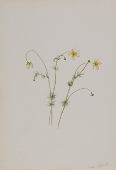 Waterranonkel Batrachium trichophyllum, 1918 door Mary Vaux Walcott