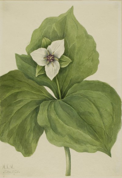 Wax Trillium Trillium album, 1921 door Mary Vaux Walcott