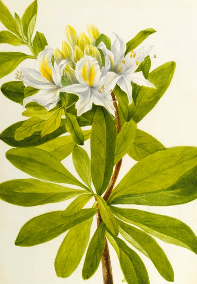 Westelijke Azalea (Rhododendron occidentale) door Mary Vaux Walcott