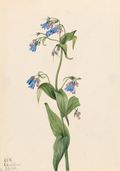 Blauwe bosklokjes (Mertensia paniculata) door Mary Vaux Walcott
