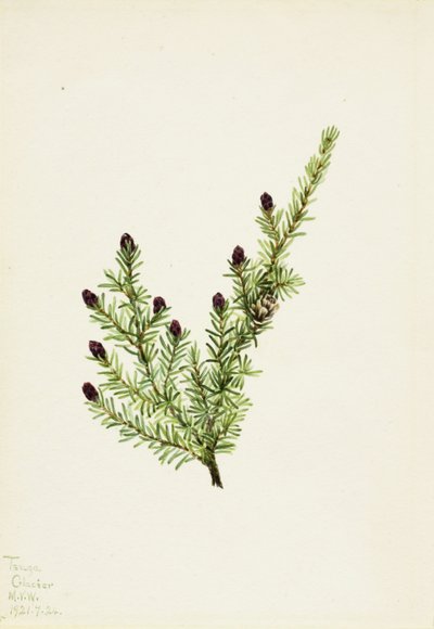 Hemlock (Tsuga heterophylla) door Mary Vaux Walcott