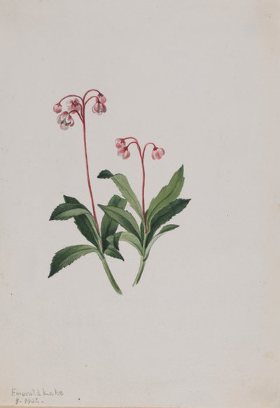 Westelijke pipsissewa (Chimaphila umbellata) door Mary Vaux Walcott
