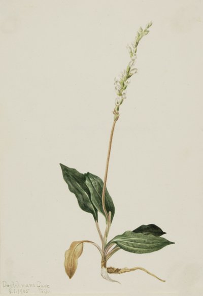 Westelijke ratelslang orchidee Peranium decipiens, 1905 door Mary Vaux Walcott