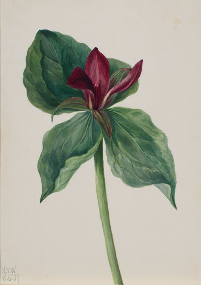 Regenwulp (Trillium H.) door Mary Vaux Walcott