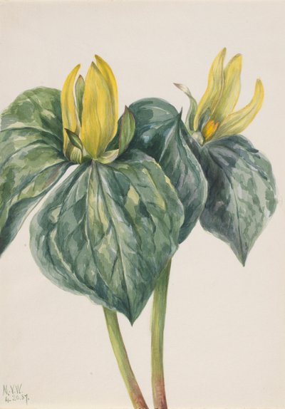 Regenwulp (Trillium hugeri) door Mary Vaux Walcott
