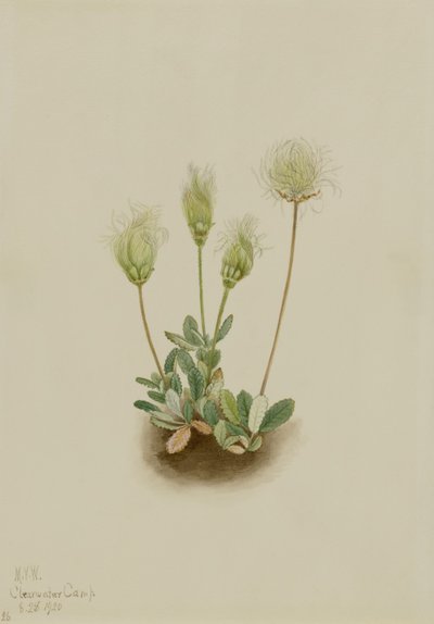 White Dryad (Dryas octopetala) door Mary Vaux Walcott
