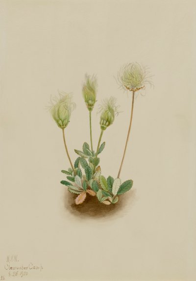 Witte Dryade Dryas octopetala door Mary Vaux Walcott