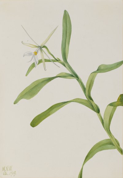 Witte Epidendrum Epidendrum nocturnum door Mary Vaux Walcott