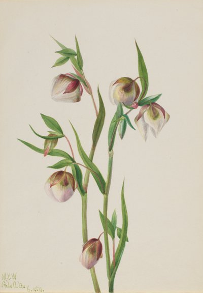 Witte feeënlantaarn Calochortus albus door Mary Vaux Walcott
