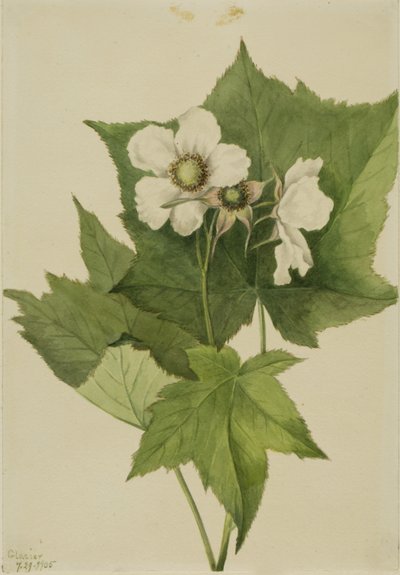 Witbloeiende framboos (Rubus parviflorus) door Mary Vaux Walcott