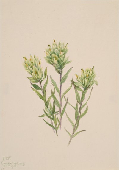 Witte Indiase penseel Castilleja occidentalis door Mary Vaux Walcott