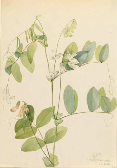 Witte erwt (Lathyrus ochroleucus) door Mary Vaux Walcott