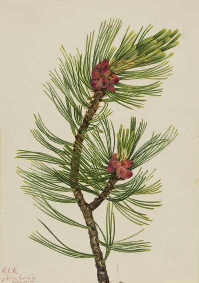 Pijnboom (Pinus albicaulis) door Mary Vaux Walcott