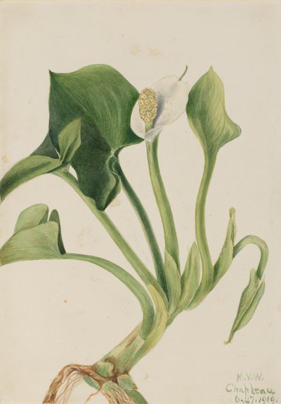 Wilde Calla Calla palustris, 1919 door Mary Vaux Walcott