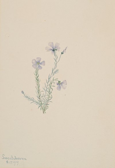 Wilde vlas Linum lewisii, 1919 door Mary Vaux Walcott