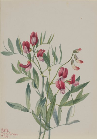 Wilde erwt (Lathyrus decaphyllus) door Mary Vaux Walcott