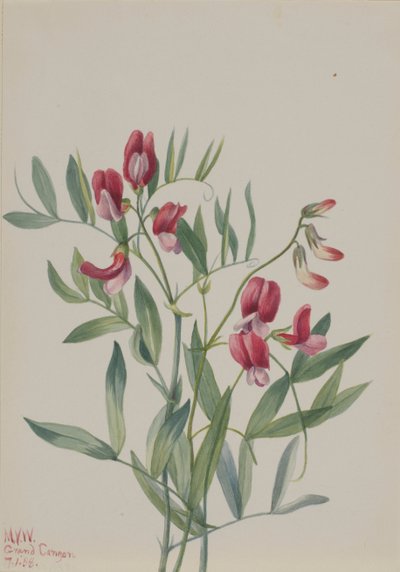Wilde erwt Lathyrus decaphyllus, 1938 door Mary Vaux Walcott