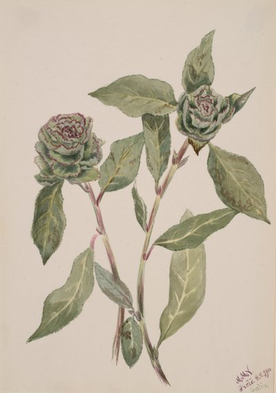 Wilg Salix, 1900 door Mary Vaux Walcott