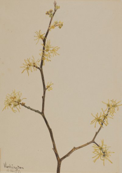 Toverhazelaar Hamamelis virginiana, 1917 door Mary Vaux Walcott