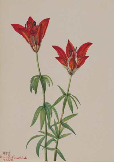 Boslelie (Lilium philadelphicum) door Mary Vaux Walcott