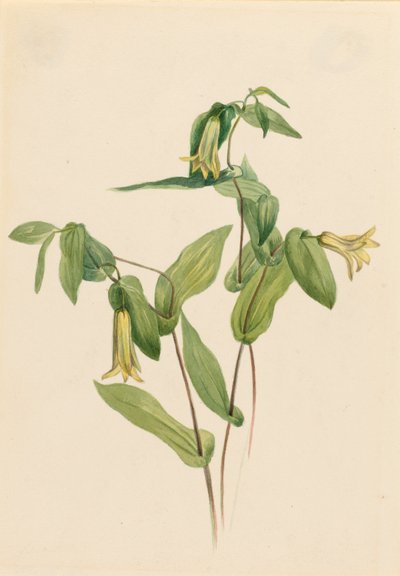 Bosklokjes (Uvularia perfoliata) door Mary Vaux Walcott